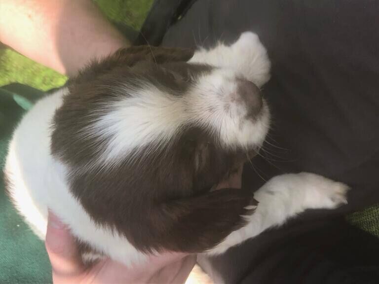 Springer Spaniel puppies for sale in Dunmurry, County Antrim – 7 weeks old - Image 3 of 3