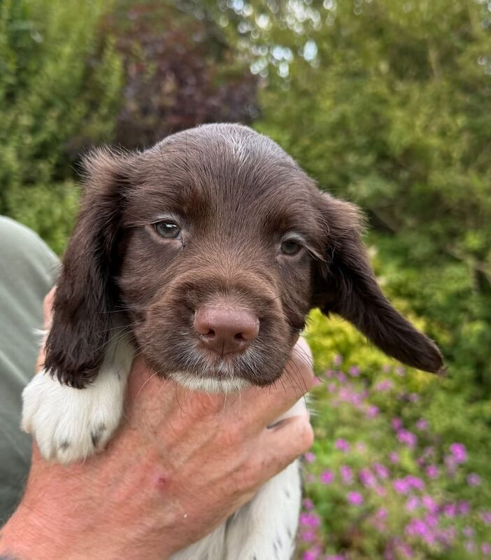 Springer Spaniel puppies for sale in Cupar, Fife – 8 weeks old