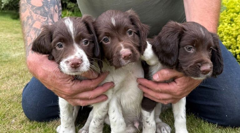 Springer Spaniel puppies for sale in Cupar, Fife – 8 weeks old - Image 2 of 3