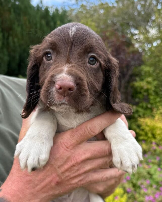Springer Spaniel puppies for sale in Cupar, Fife – 8 weeks old - Image 3 of 3