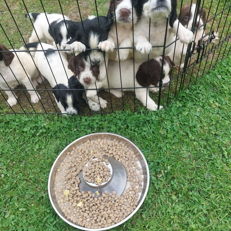 Springer Spaniel puppies for sale in Dunmurry, County Antrim – 8 weeks old - Image 3 of 3
