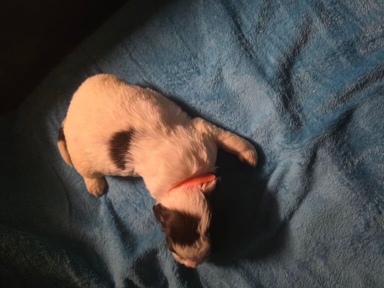 Springer Spaniel puppies for sale in Wallsend, Tyne and Wear – 4 weeks old
