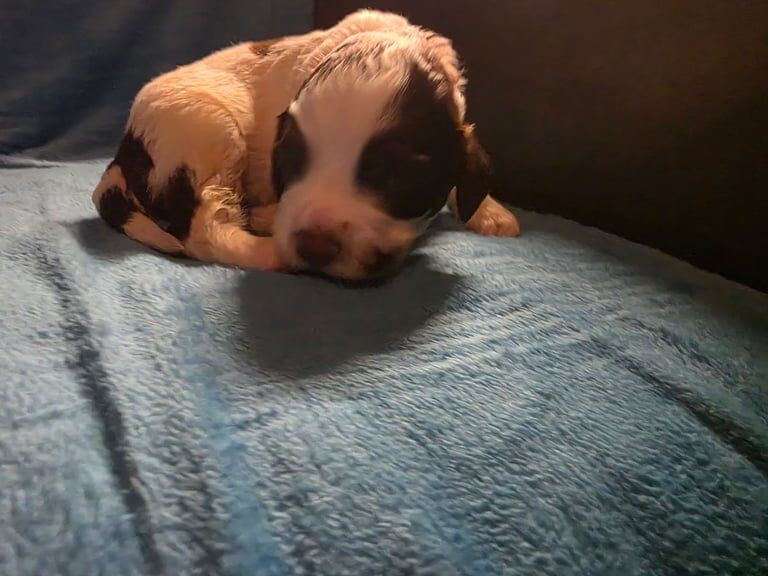 Springer Spaniel puppies for sale in Wallsend, Tyne and Wear – 4 weeks old - Image 2 of 6