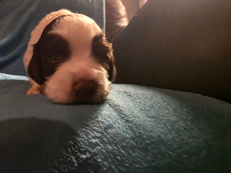 Springer Spaniel puppies for sale in Wallsend, Tyne and Wear – 4 weeks old - Image 3 of 6