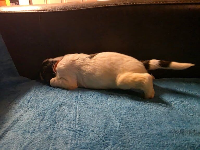 Springer Spaniel puppies for sale in Wallsend, Tyne and Wear – 4 weeks old - Image 4 of 6