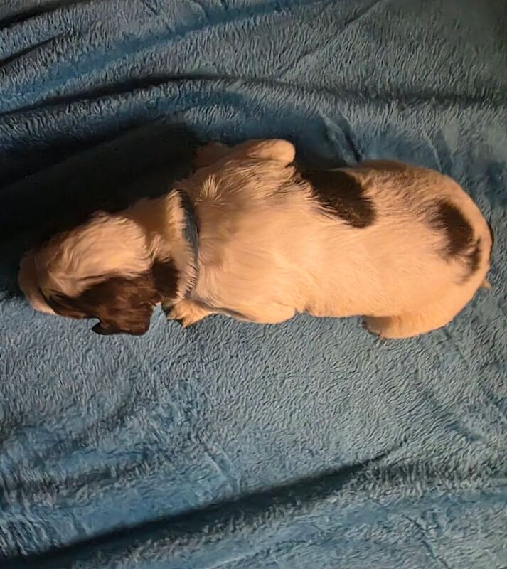 Springer Spaniel puppies for sale in Wallsend, Tyne and Wear – 4 weeks old - Image 6 of 6