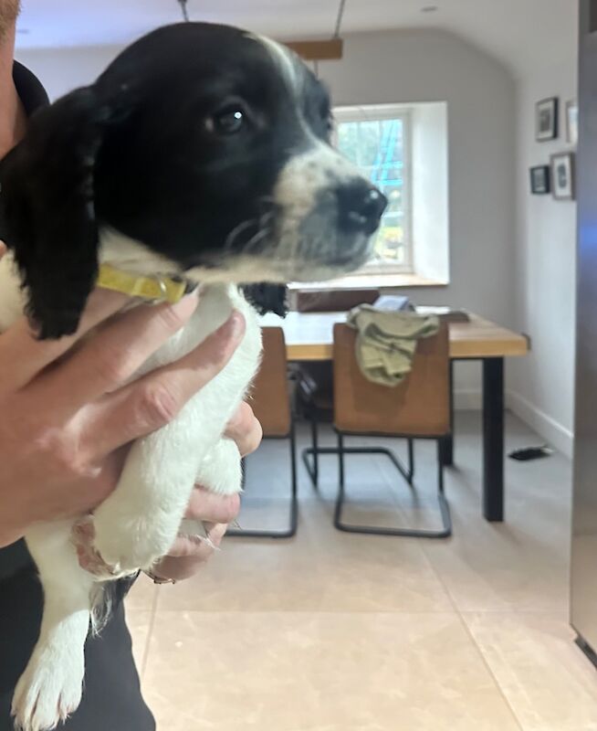 Springer Spaniel Puppies For Sale
