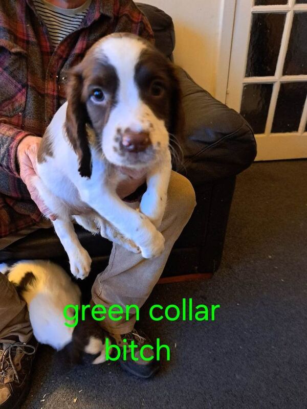 Springer Spaniel Puppies For Sale