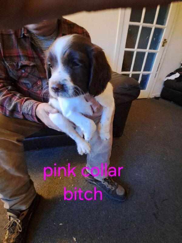 Springer Spaniel puppies for sale in Newbridge, City of Edinburgh – 8 weeks old - Image 3 of 5