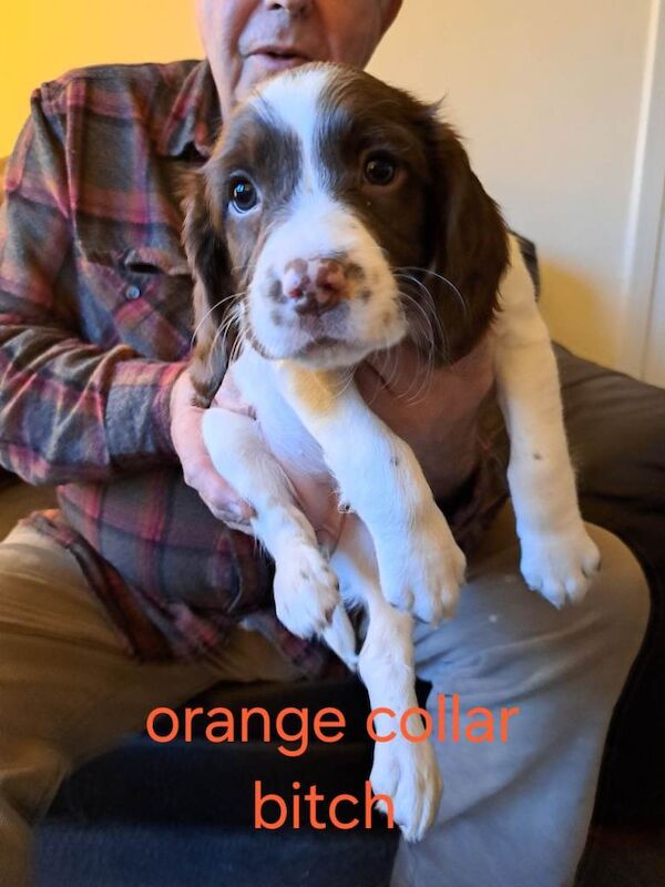 Springer Spaniel puppies for sale in Newbridge, City of Edinburgh – 8 weeks old - Image 4 of 5