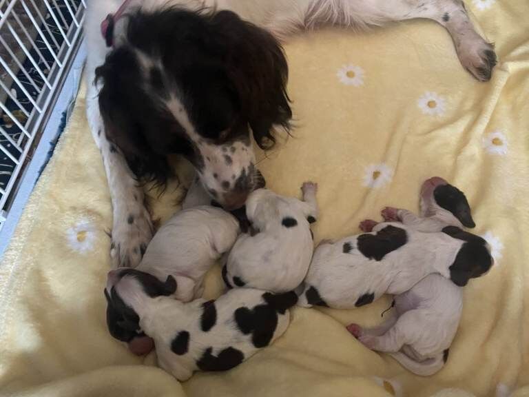 Springer Spaniel Puppies For Sale Under £1,000