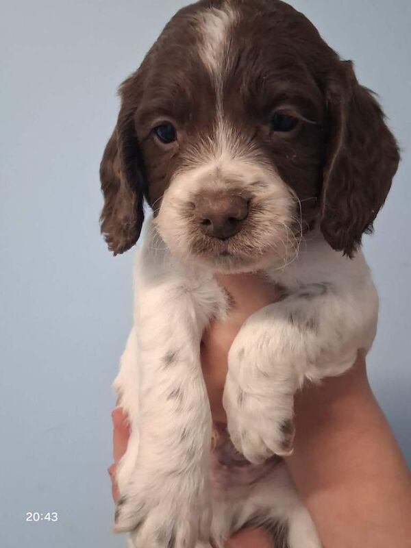 Springer spaniel pups