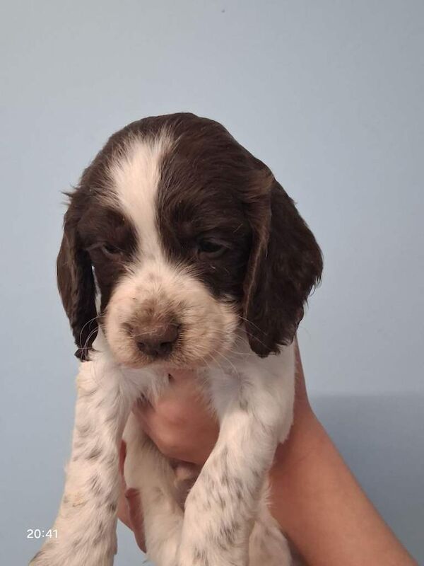 Springer spaniel pups - Image 2 of 3