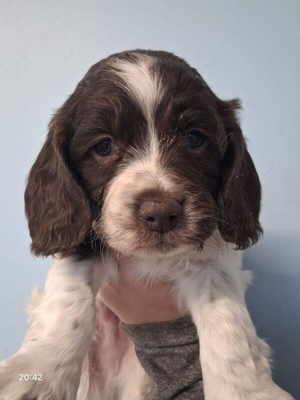 Springer spaniel pups - Image 3 of 3