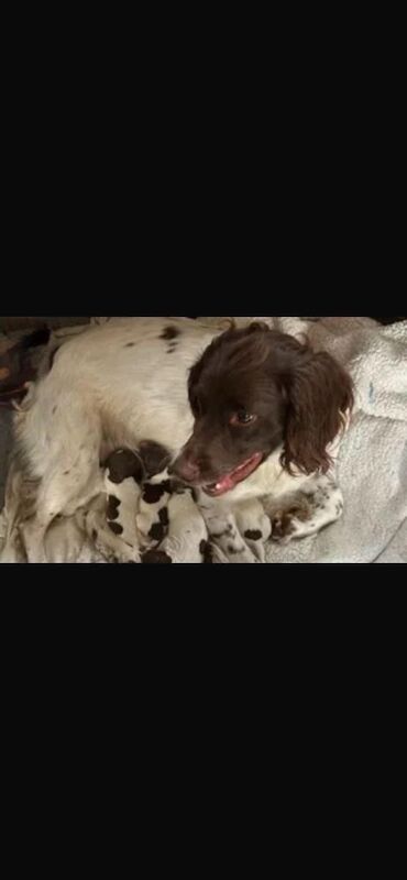 Springer spaniel pups