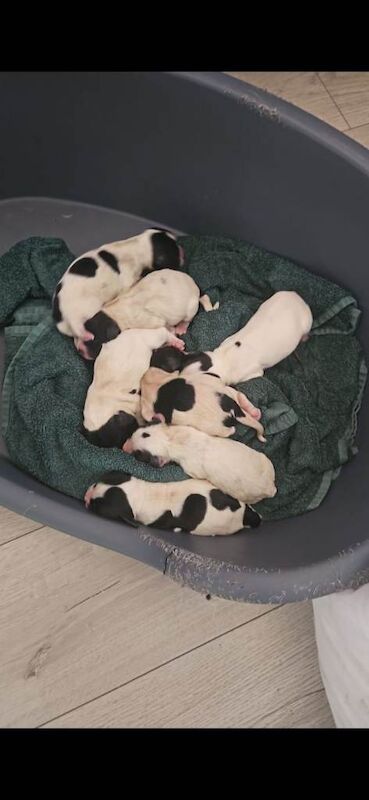 Springer spaniel pups