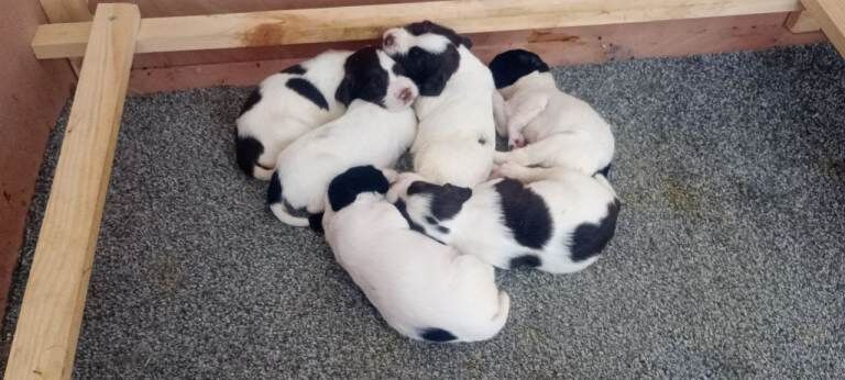 Springer Spaniel Puppies For Sale