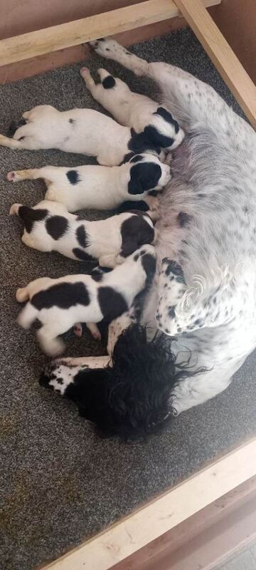 Springer spaniel pups - Image 2 of 3