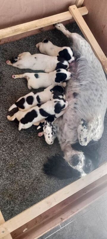 Springer spaniel pups - Image 3 of 3