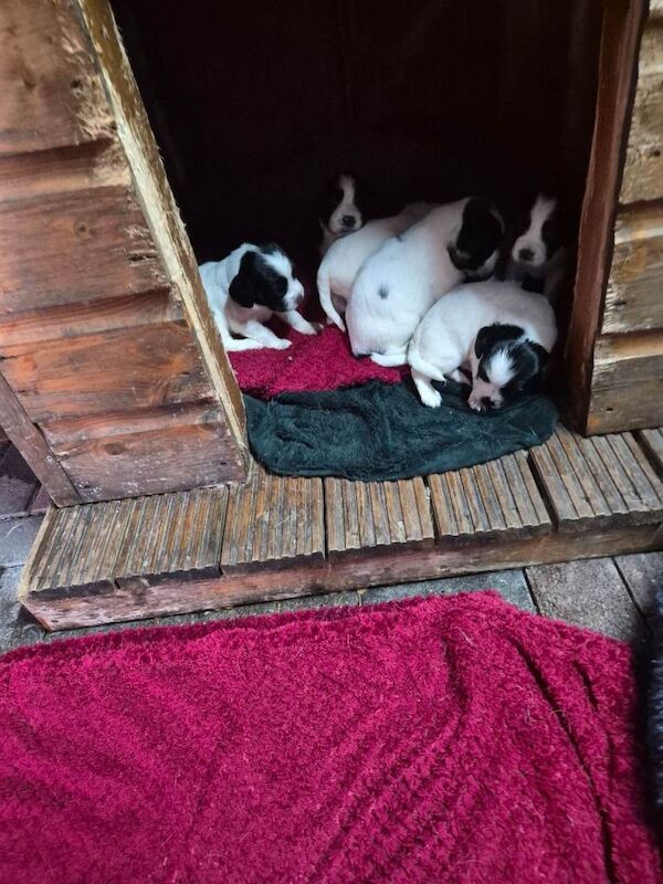 Springer Spaniel Puppies For Sale Under £1,000