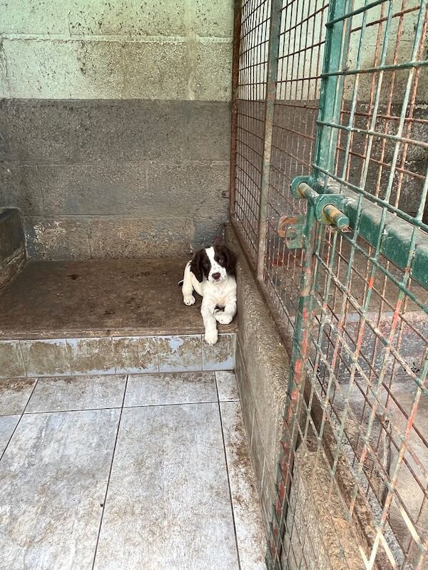 Springer Spaniel puppies for sale in Newry, County Armagh – KC registered, 9 weeks old