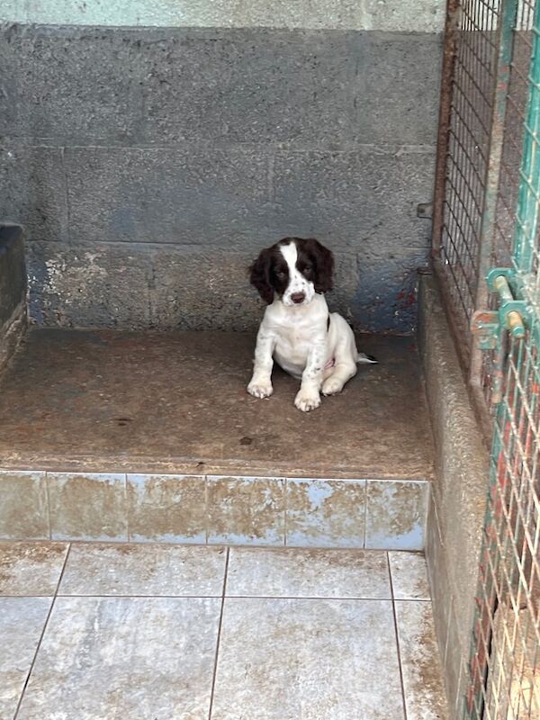 Springer Spaniel puppies for sale in Newry, County Armagh – KC registered, 9 weeks old - Image 2 of 3