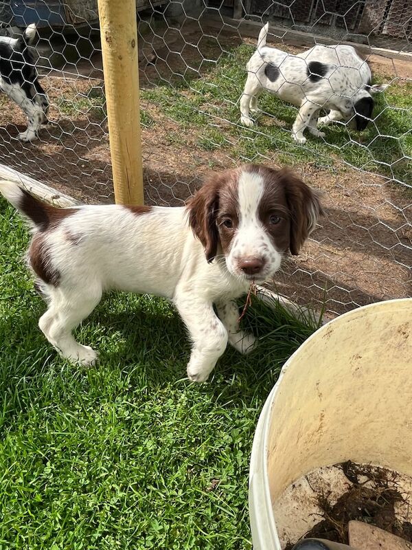 Springer Spaniel puppies for sale in Newry, County Armagh – KC registered, 9 weeks old - Image 3 of 3