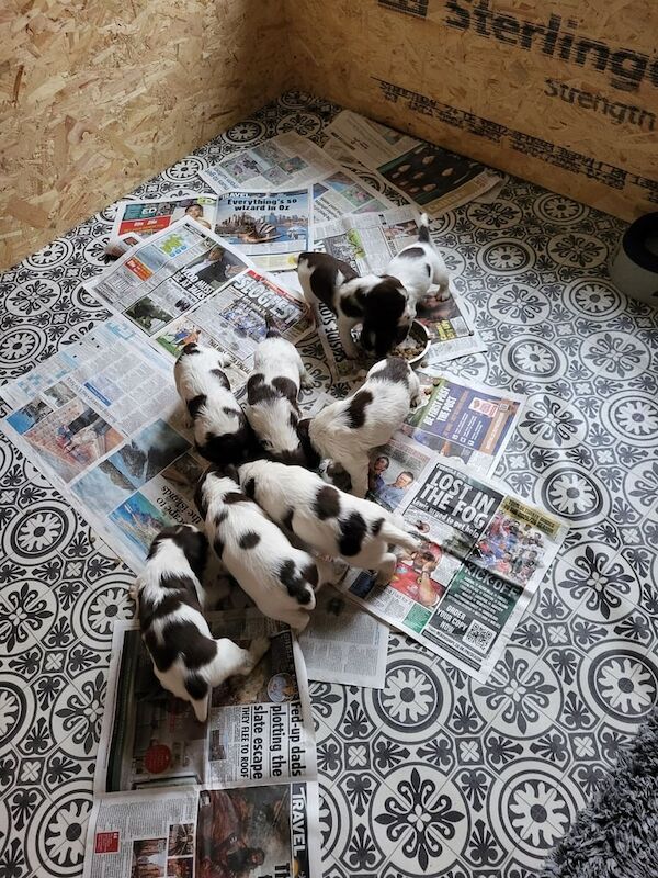 Springer Spaniel puppies for sale in Selkirk, Roxburgh, Ettrick and Lauderdale – 5 weeks old