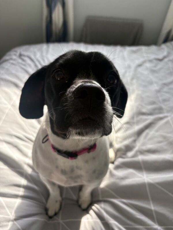 Springer Spaniel x French Bulldog