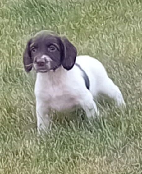 Springer Spaniels for sale in Inverurie, Aberdeenshire