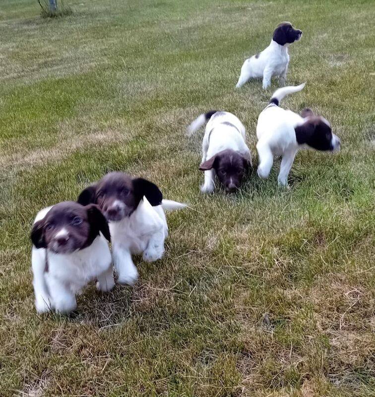 Springer Spaniels for sale in Inverurie, Aberdeenshire | Image 2
