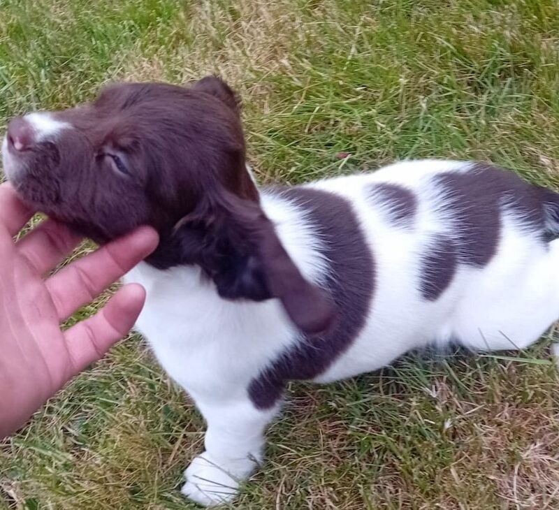 Springer Spaniels for sale in Inverurie, Aberdeenshire | Image 3