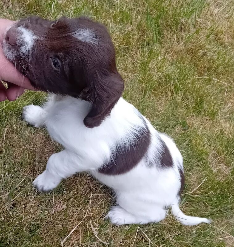 Springer Spaniels for sale in Inverurie, Aberdeenshire | Image 4