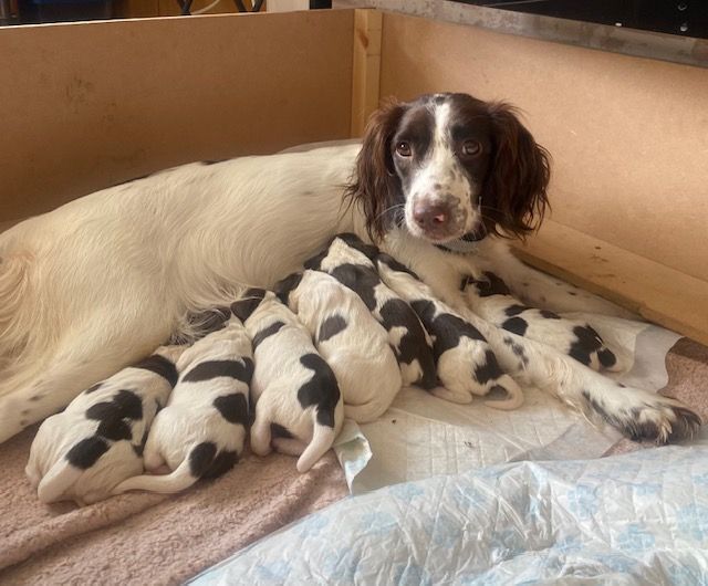 Springer Spaniel puppies for sale in South Shields, Tyne and Wear – 2 weeks old