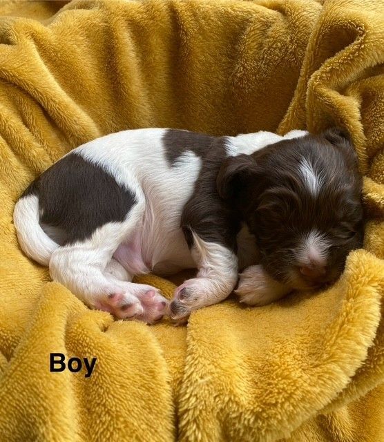 Springer Spaniel puppies for sale in South Shields, Tyne and Wear – 2 weeks old - Image 2 of 3