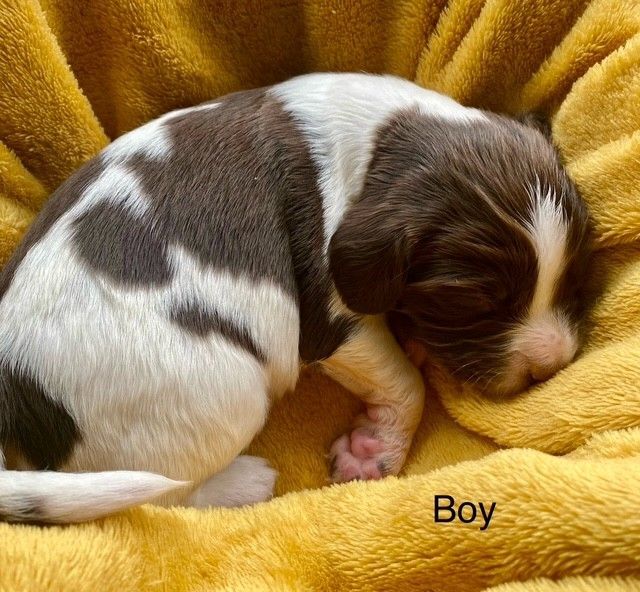 Springer Spaniel puppies for sale in South Shields, Tyne and Wear – 2 weeks old - Image 3 of 3