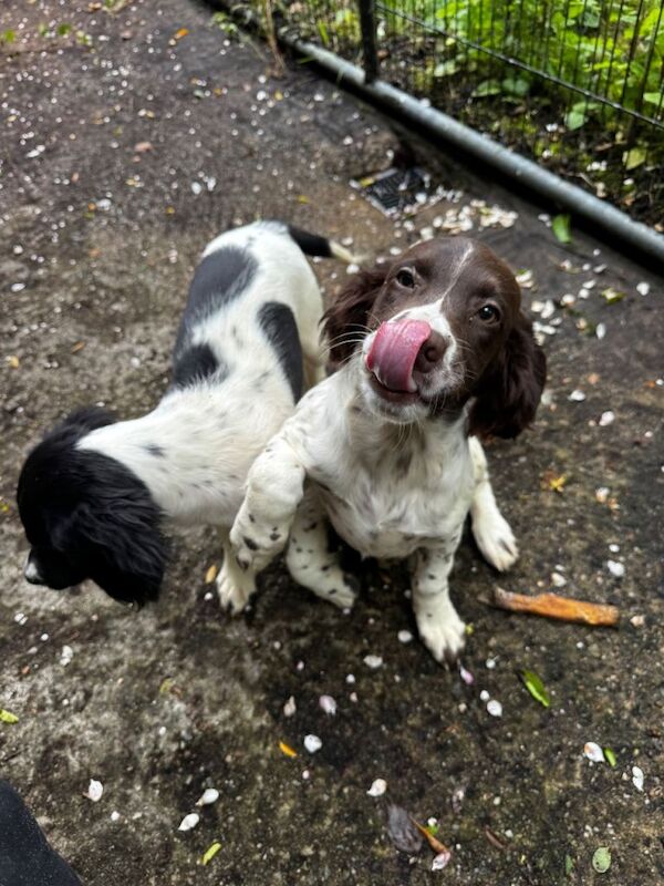 Springer spaniels