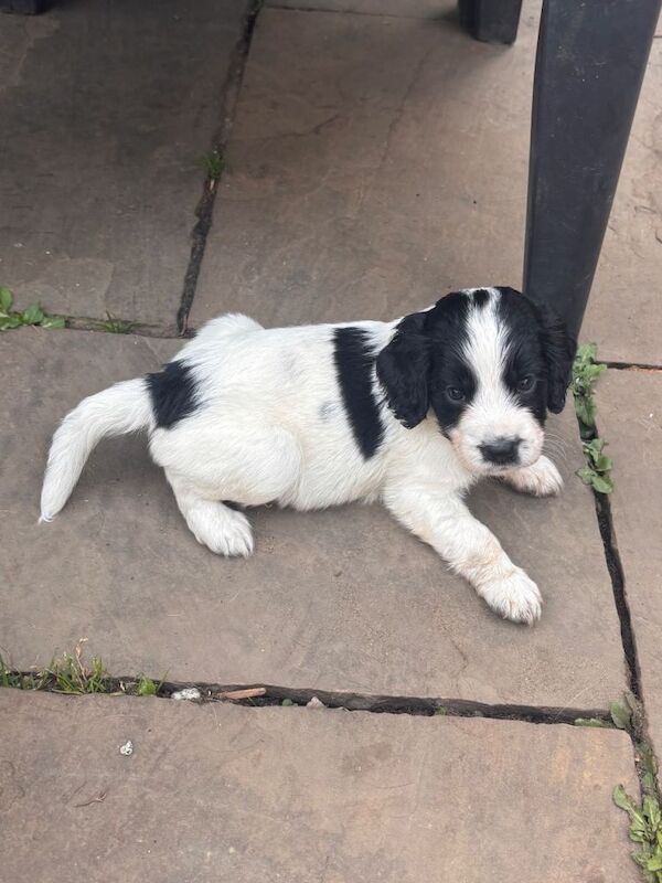 Springer Spaniel Puppies For Sale Under £1,000