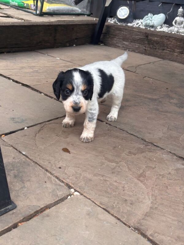 springer spaniels cross colliocker puppies - Image 2 of 5