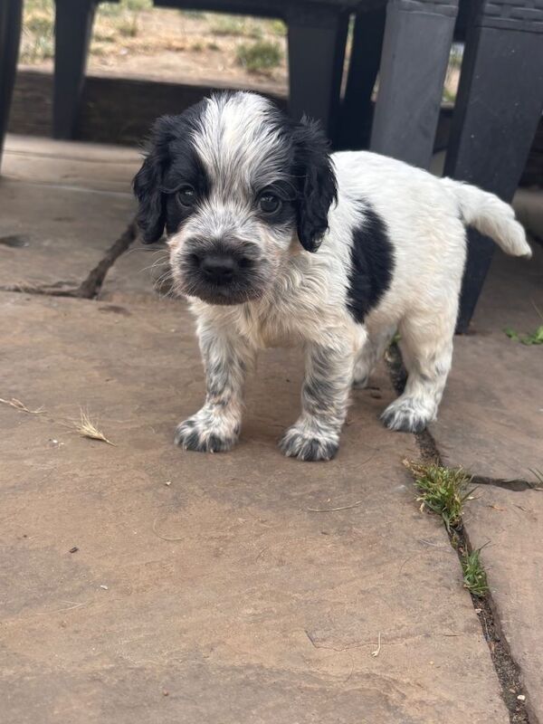 springer spaniels cross colliocker puppies - Image 3 of 5