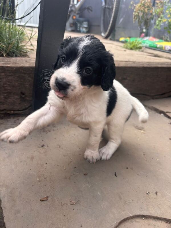 springer spaniels cross colliocker puppies - Image 4 of 5