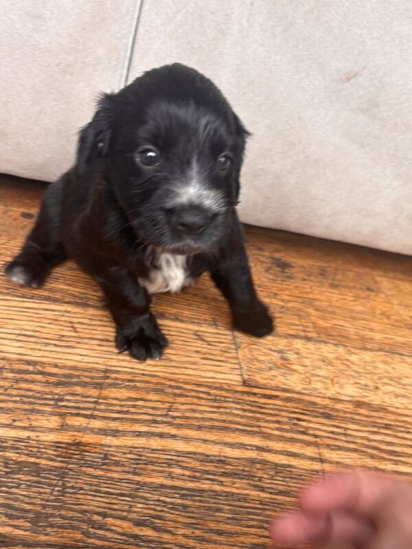 springer spaniels cross colliocker puppies - Image 5 of 5