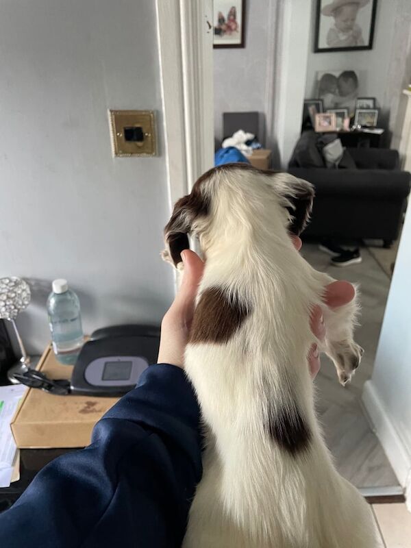 Springer Spaniel puppies for sale in Liverpool, Merseyside – KC registered, 6 weeks old