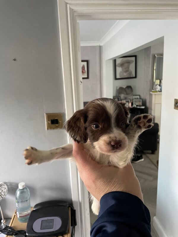 Springer Spaniel puppies for sale in Liverpool, Merseyside – KC registered, 6 weeks old - Image 2 of 5