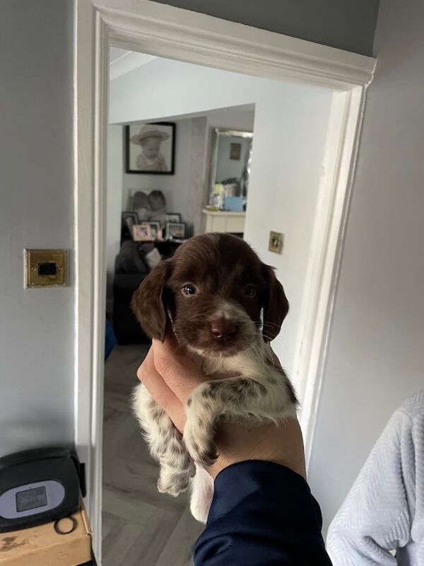Springer Spaniel puppies for sale in Liverpool, Merseyside – KC registered, 6 weeks old - Image 3 of 5