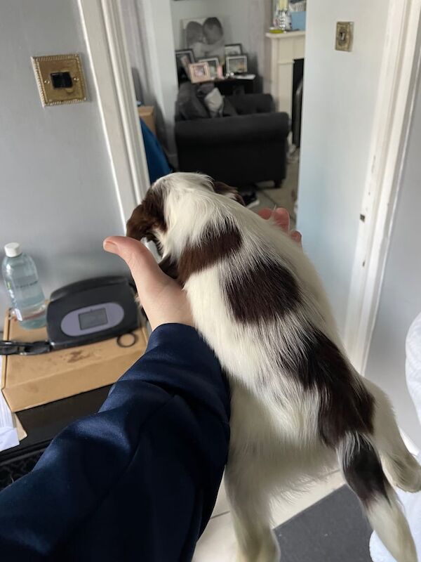 Springer Spaniel puppies for sale in Liverpool, Merseyside – KC registered, 6 weeks old - Image 4 of 5