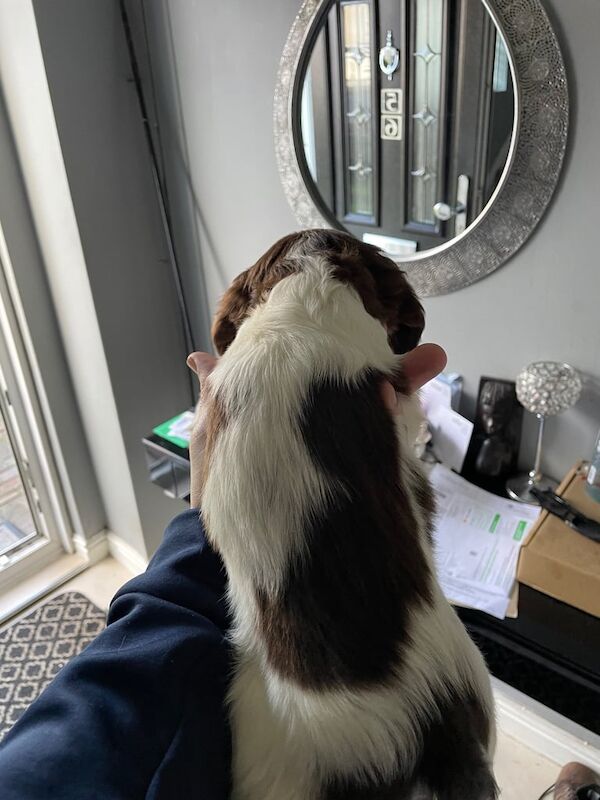 Springer Spaniel puppies for sale in Liverpool, Merseyside – KC registered, 6 weeks old - Image 5 of 5