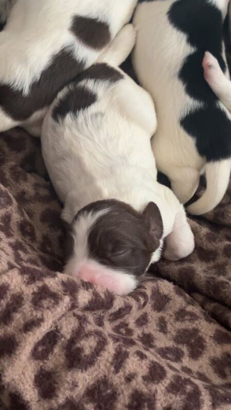 Springer Spaniel puppies for sale in Dipton, Durham – 9 weeks old