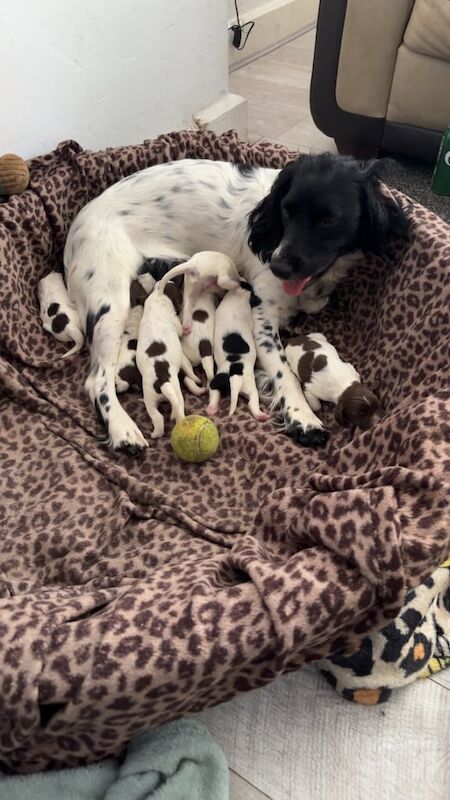 Springer Spaniel puppies for sale in Dipton, Durham – 9 weeks old - Image 2 of 3