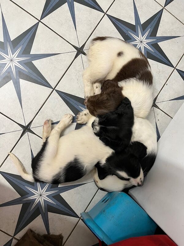 Springer Spaniel puppies for sale in Dipton, Durham – 9 weeks old - Image 3 of 3